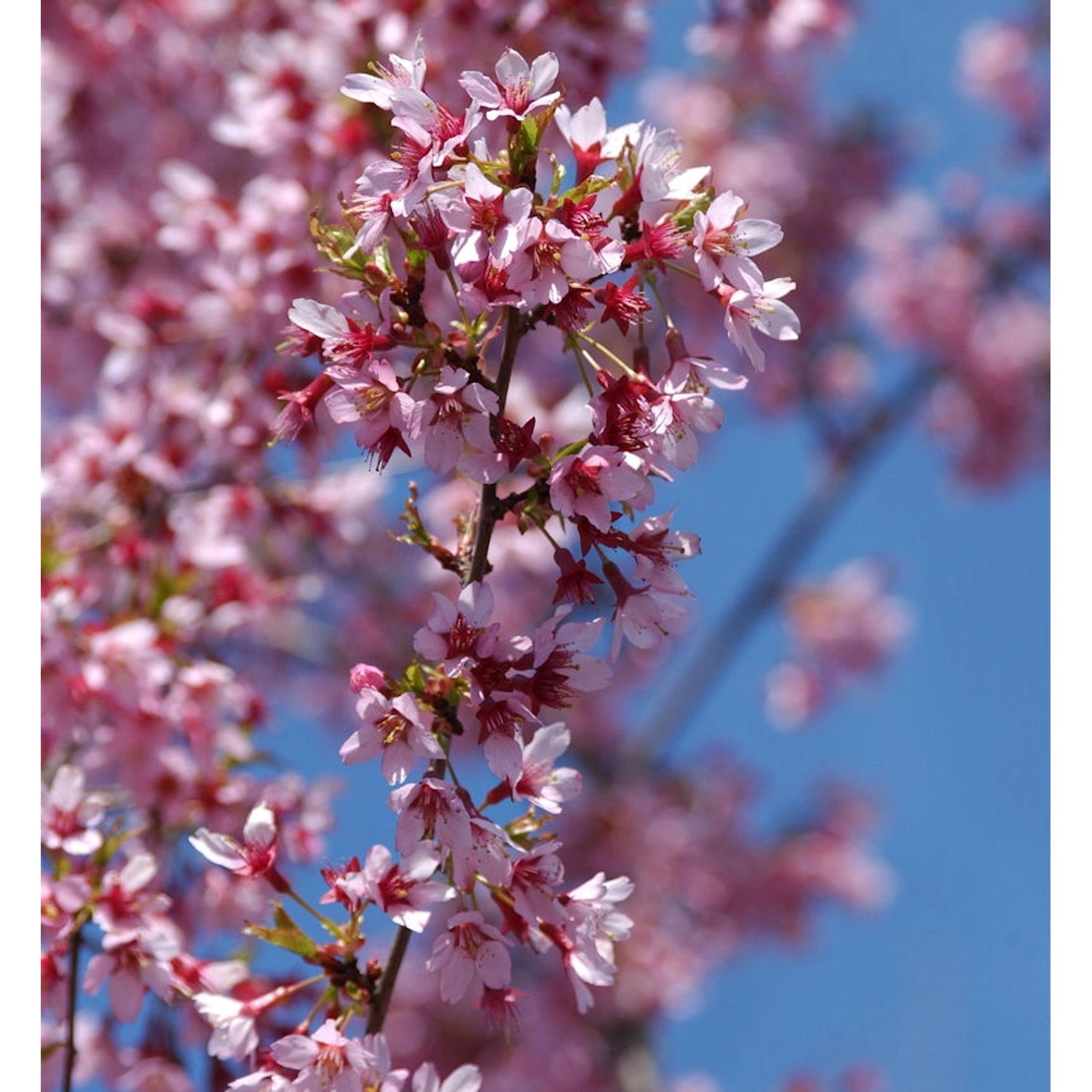 Geschlitzte Zierkirsche Paean 60-80cm - Prunus incisa günstig online kaufen