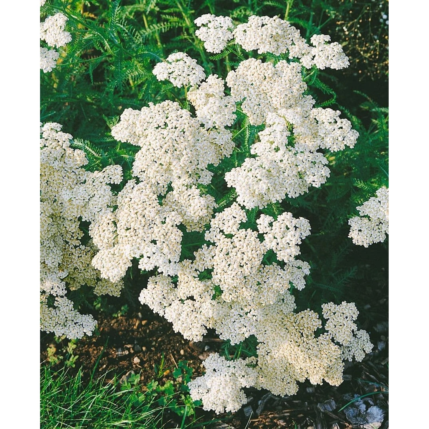 Achillea Millefolium Schneetaler Schafgarbe Ca. 9x9 cm Topf günstig online kaufen