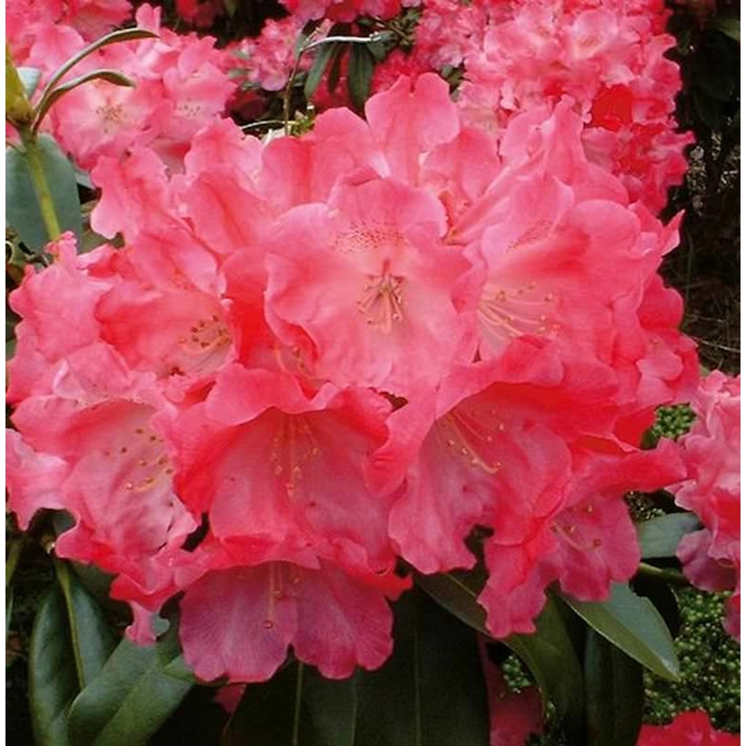 Hochstamm Rhododendron Morgenrot 80-100cm - Alpenrose günstig online kaufen