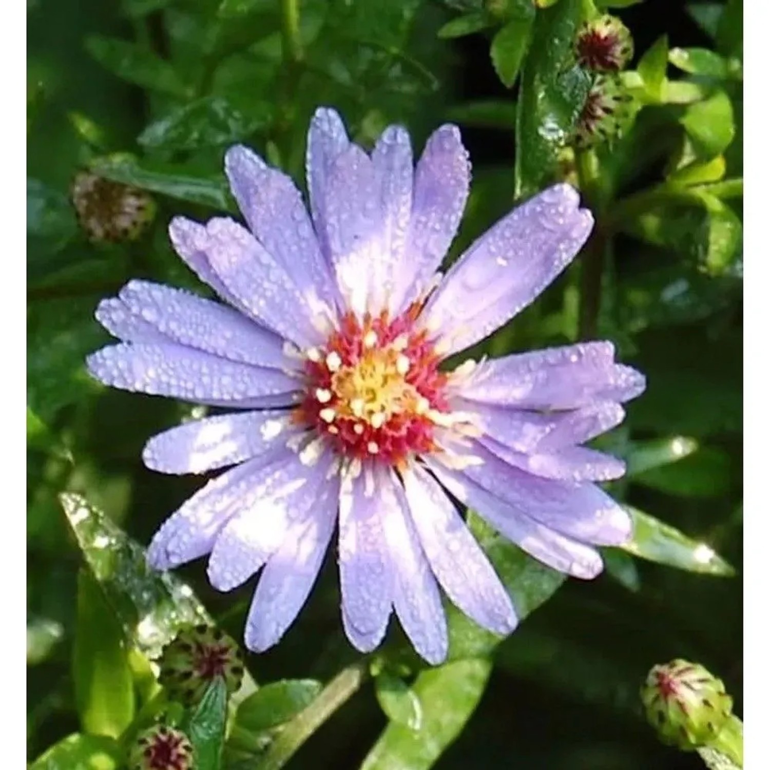 Schleieraster Blütenregen - Aster cordifolius