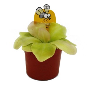 Fleischfressende Pflanze Maya-Fettkraut (Pinguicula spec. Guatemala) im 9cm Topf.