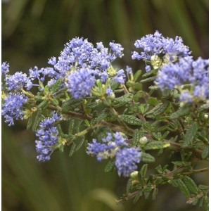 Nahaufnahme der blau blühenden Säckelblume Puget Blue (Ceanothus impressus).