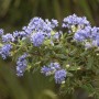 Nahaufnahme der blau blühenden Säckelblume Puget Blue (Ceanothus impressus).