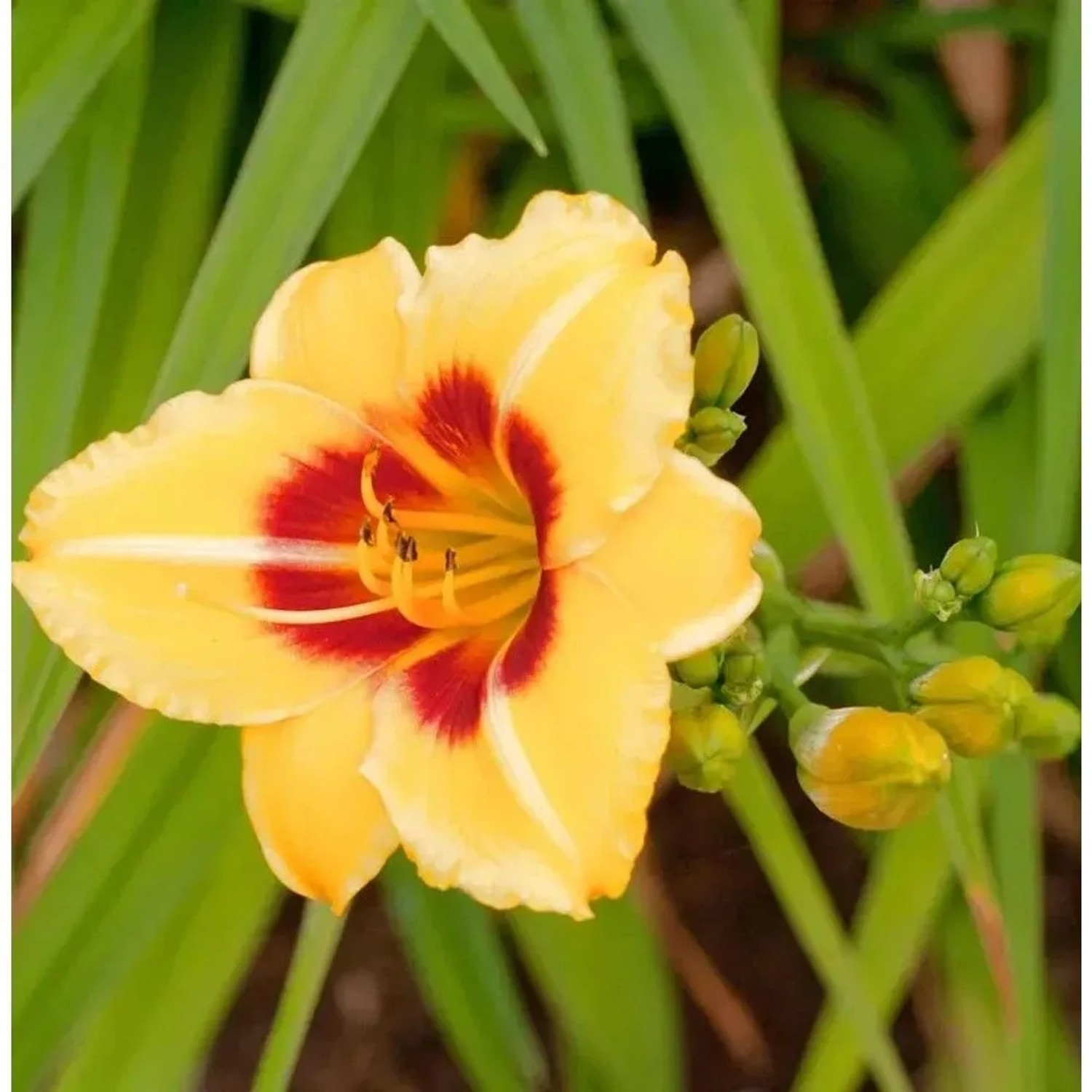 Taglilie Little Cadet - Hemerocallis