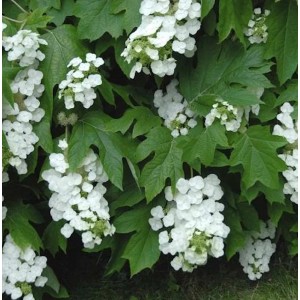 Eichenblättrige Hortensie Snowflake mit weißen Blüten und grünen Blättern.