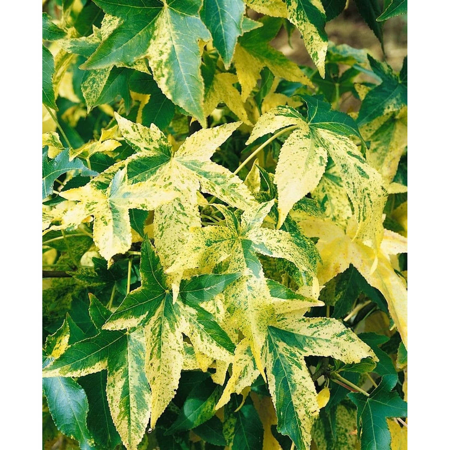 Liquidambar Styraciflua Silver King Amberbaum 175–200 cm günstig online kaufen