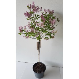 Zwerg-Duftflieder 'Palibin' als Stämmchen mit rosa Blüten in einem Topf, Gesamthöhe ca. 120-130cm.