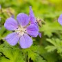 Nahaufnahme des Himalaya-Storchschnabels 'Baby Blue' mit zarten, blauen Blüten und grünen Blättern.