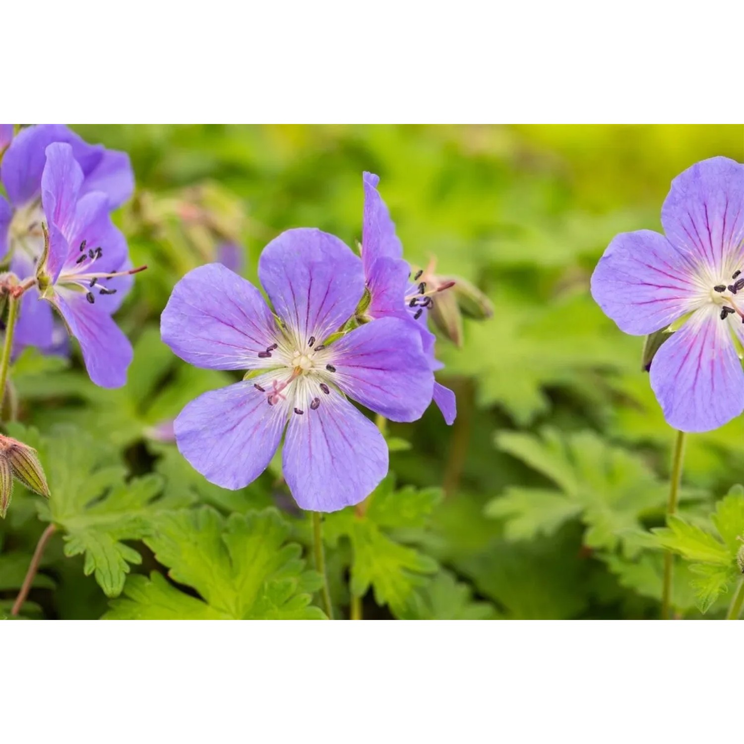 Nahaufnahme des Himalaya-Storchschnabels 'Baby Blue' mit zarten, blauen Blüten und grünen Blättern.
