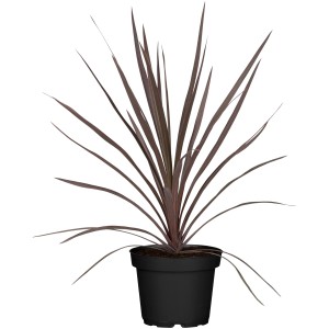 Keulenlilie (Cordyline) im Topf, ca. 65 cm hoch, mit farbigen Blättern. Grünpflanze für Innenräume.