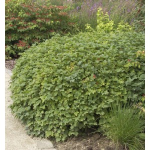 Wasser-Schneeball Nanum, kompakter Strauch mit grünen Blättern für Garten und Beet.