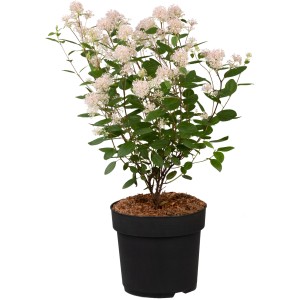 Säckelblume im Topf, ca. 30-40 cm hoch, mit zarten, hellrosa Blüten.