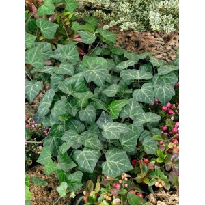 Immergrüner Efeu 'Woerner' (80-100cm) als Kletterpflanze mit grünen Blättern.