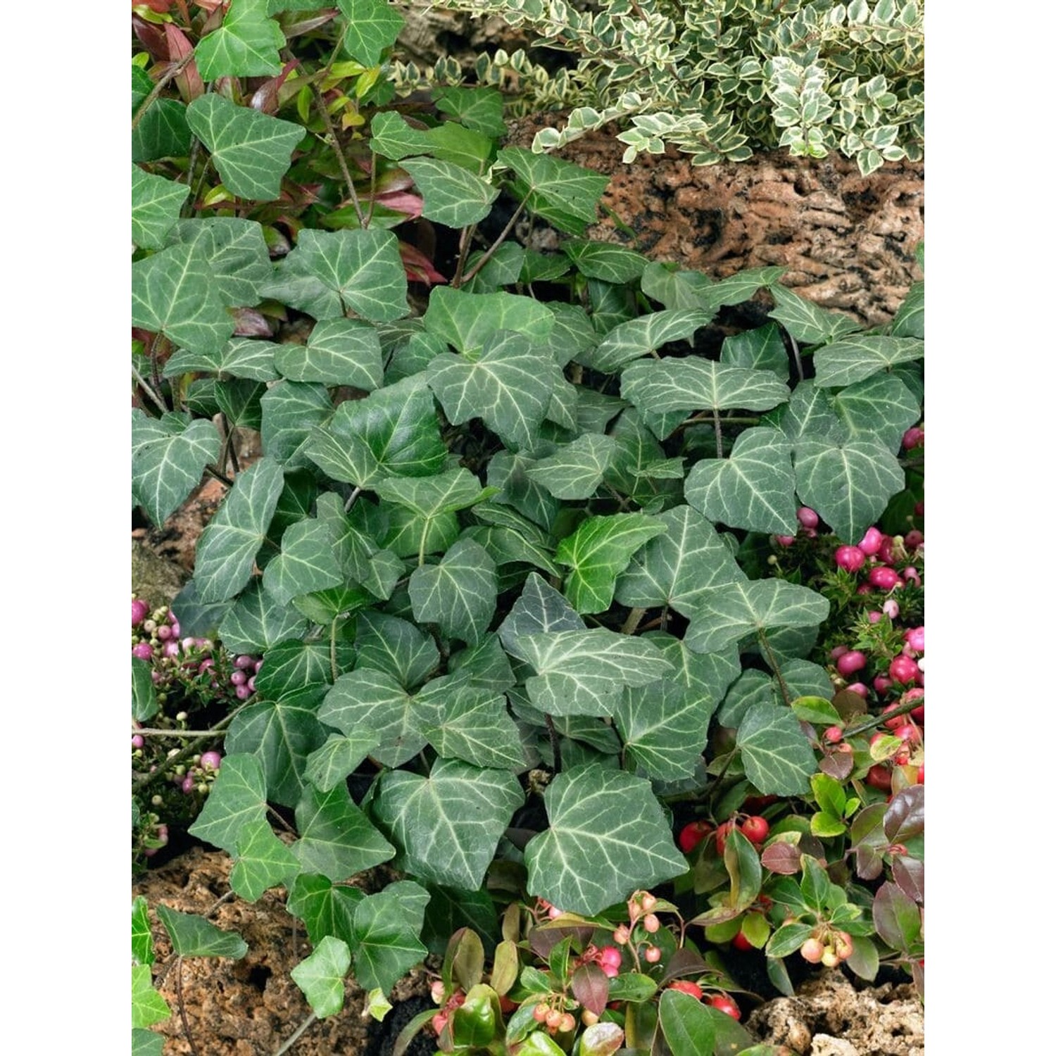 Immergrüner Efeu 'Woerner' (80-100cm) als Kletterpflanze mit grünen Blättern.