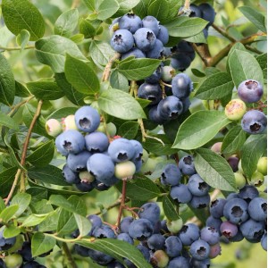 Heidelbeere Northland (Vaccinium corymbosum) mit reifen, blauen Beeren und grünen Blättern.
