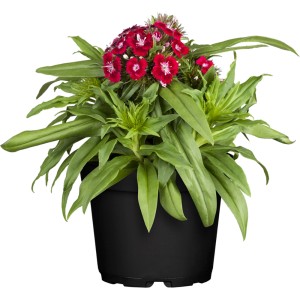 GROW by OBI Bartnelke im Topf, rote Blüten und grüne Blätter.