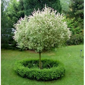 Hochstamm Zierweide Hakuro Nishiki (Salix integra) im Garten, runde Krone, grüne Umrandung.