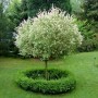 Hochstamm Zierweide Hakuro Nishiki (Salix integra) im Garten, runde Krone, grüne Umrandung.