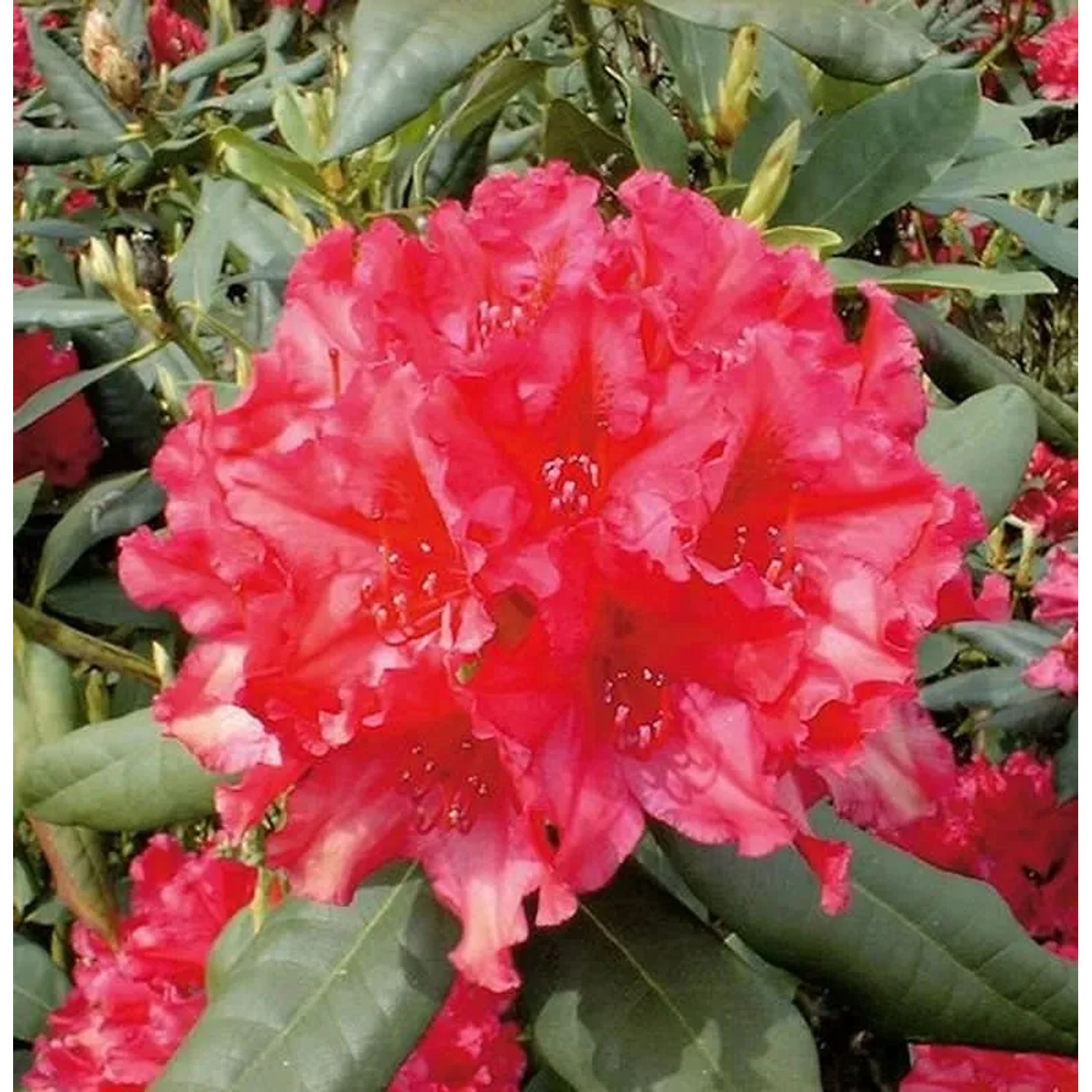 Großblumige Rhododendron Mrs. P. den Ouden 25-30cm - Alpenrose