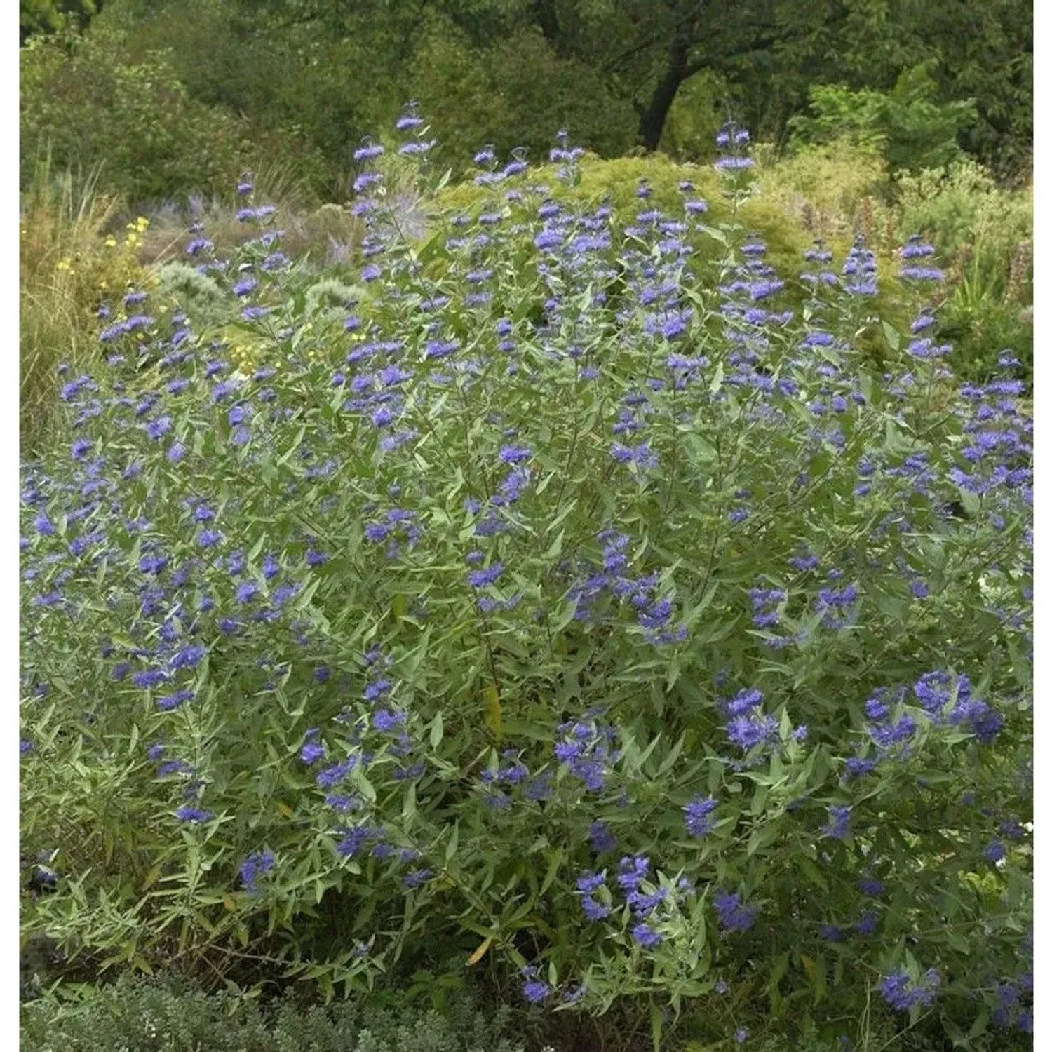 Bartblume Heavenly Blue 30-40cm - Caryopteris clandonensis