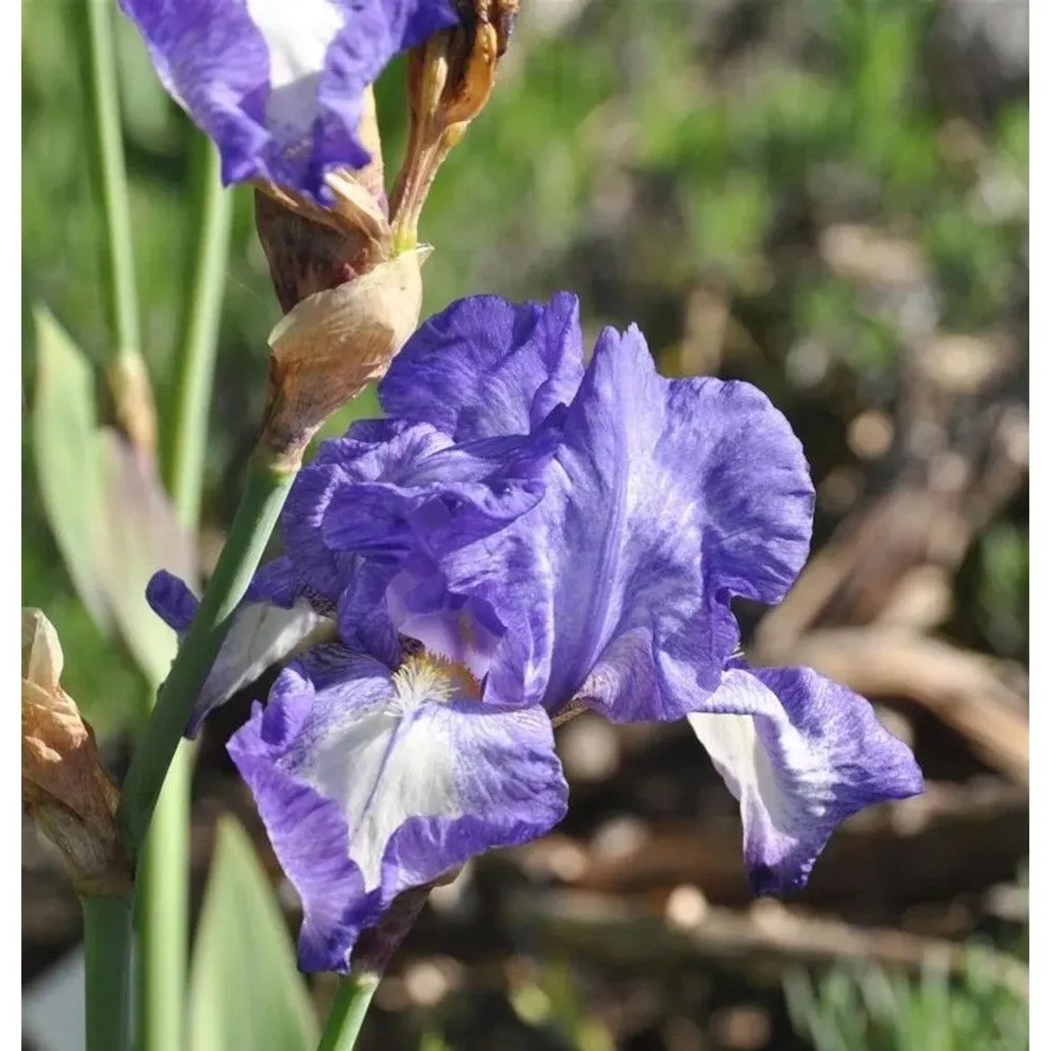 Schwertlilie Victoria Falls - Iris barbata