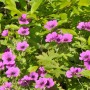 Blühender Schwarzäugiger Storchschnabel 'Dragon Heart' (Geranium psilostemon) mit purpurroten Blüten.