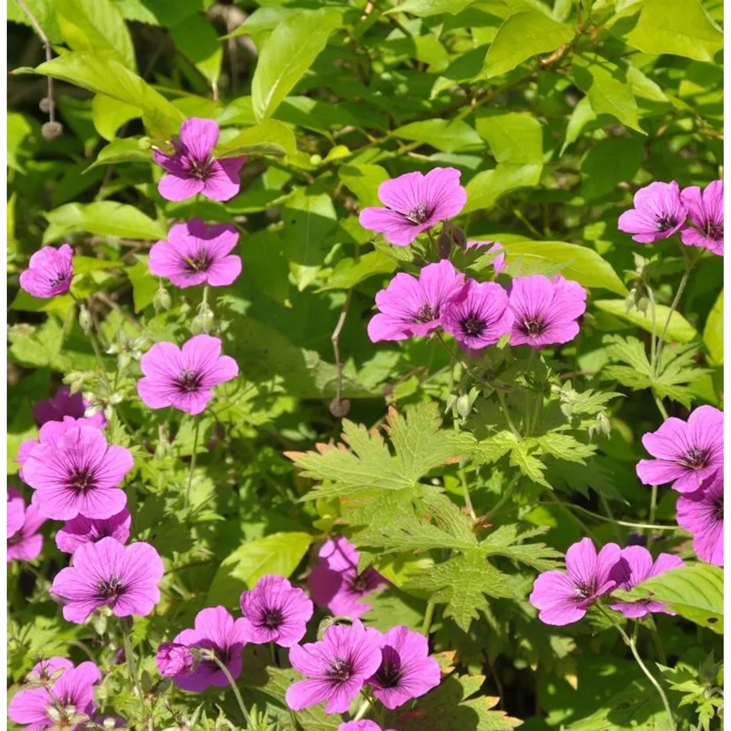 Schwarzäugiger Storchschnabel Dragon Heart - Geranium psilostemon