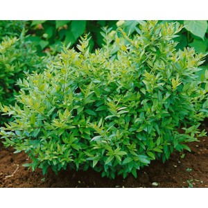 Grüner Liguster 'Lodense' (40-60 cm) als Heckenpflanze im Garten.