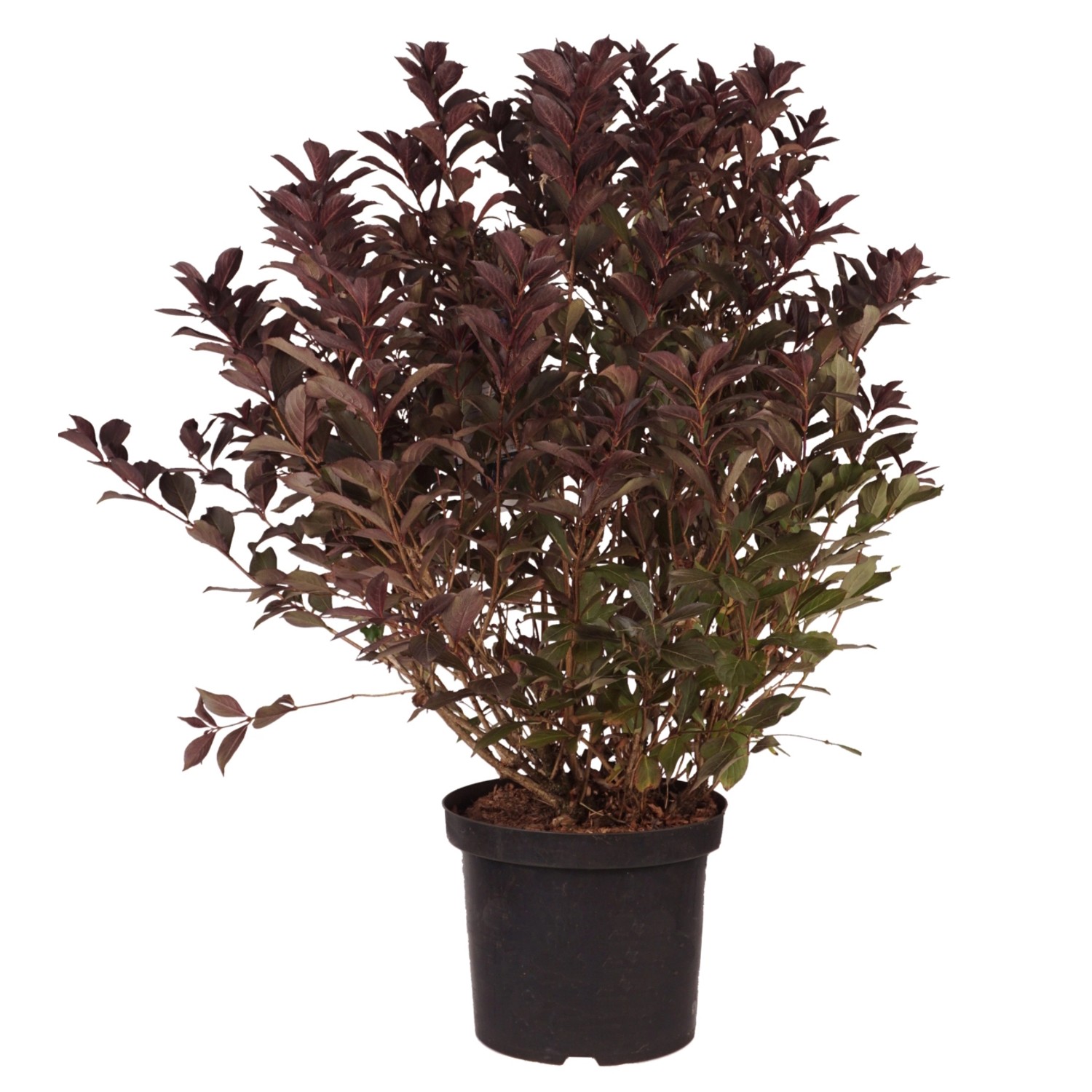 Weigelie Wine and Roses Höhe ca. 60-80 cm Topf ca. 10 l Weigela florida günstig online kaufen