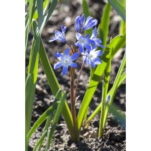Sibirischer Blaustern (Scilla siberica) mit blauen Blüten im Topf, ideal für den Garten.