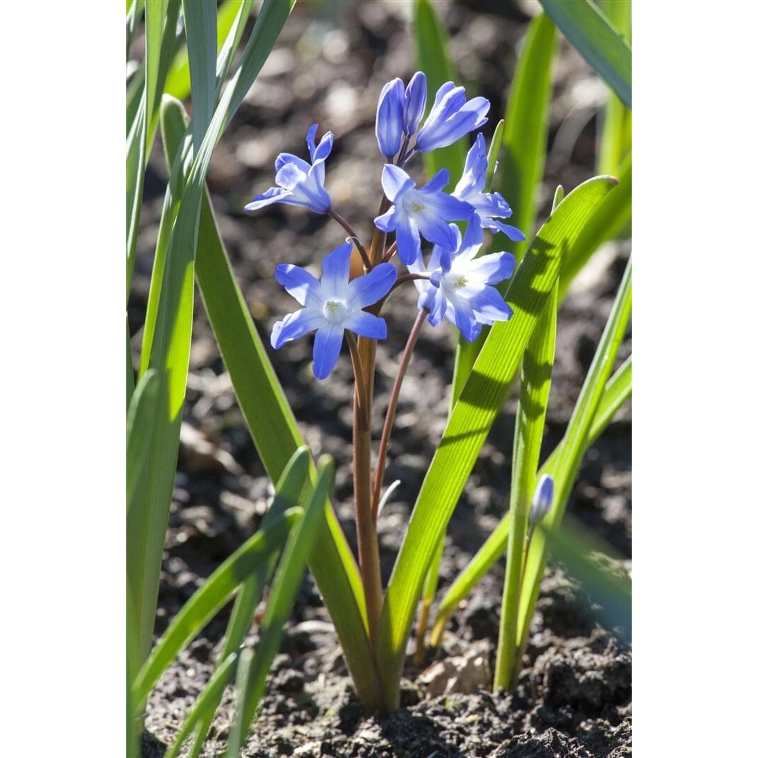 Scilla Siberica Sibirischer Blaustern Ca. 9x9 cm Topf günstig online kaufen