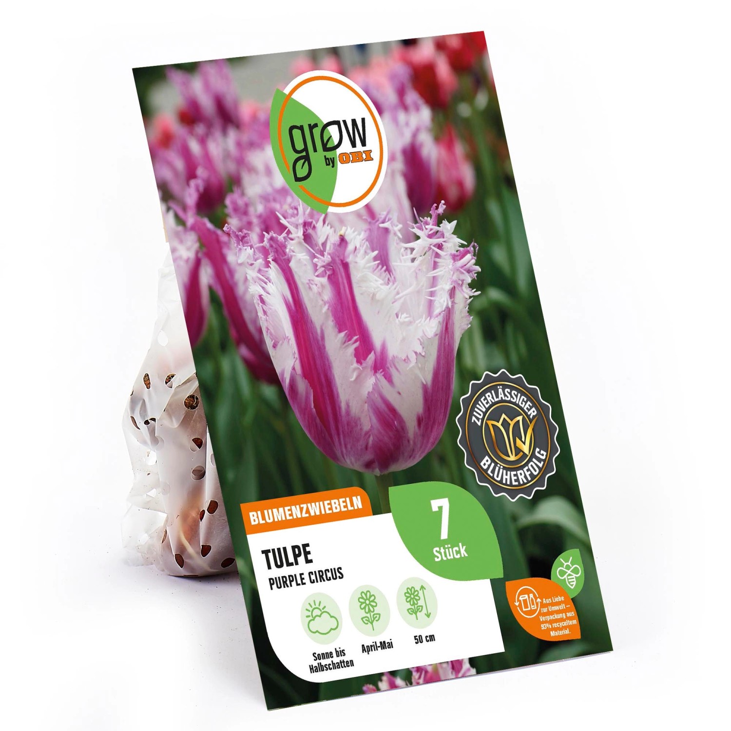 GROW by OBI Crispa-Tulpe Purple Circus Purpur-Weiß 50 cm Tulipa günstig online kaufen