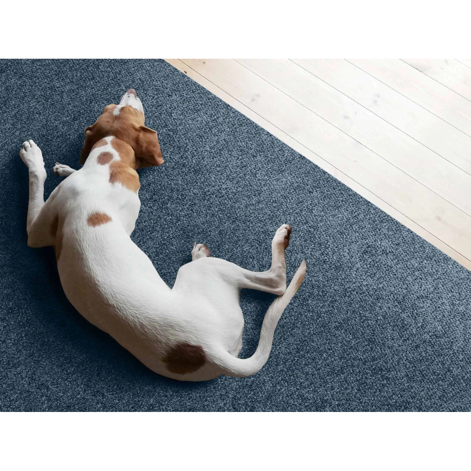 Blauer Primaflor Sauberlauf Picollo Teppichläufer mit Hund im Flur.