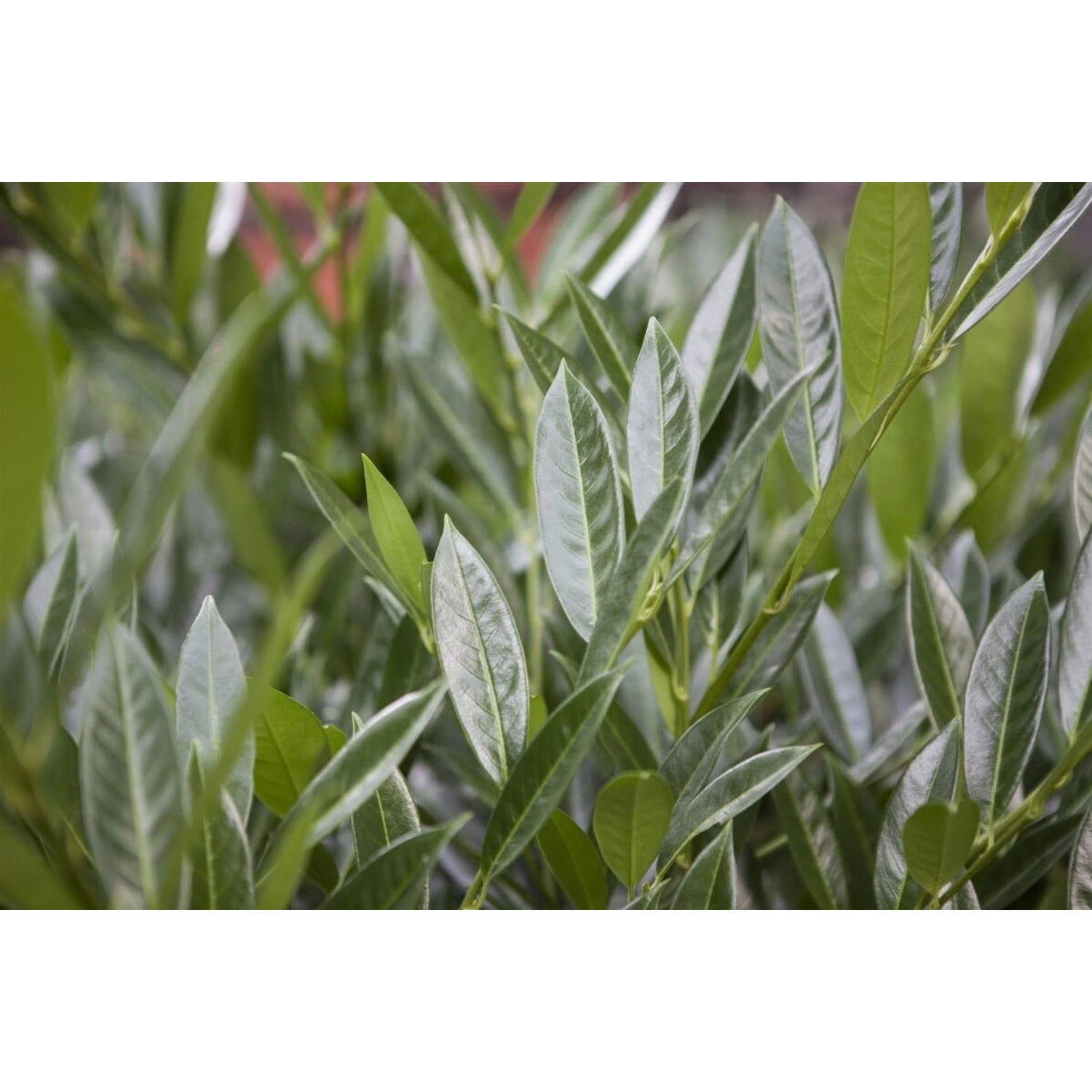 Prunus laurocerasus 'Gajo' -R- 80-100 cm günstig online kaufen