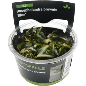Stoffels Aquariumpflanze Bucephalandra brownie Blue im Topf, dunkelgrüne Blätter.