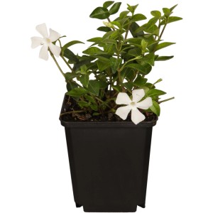 Kleinblättriges Immergrün Alba im Topf mit weißen Blüten.