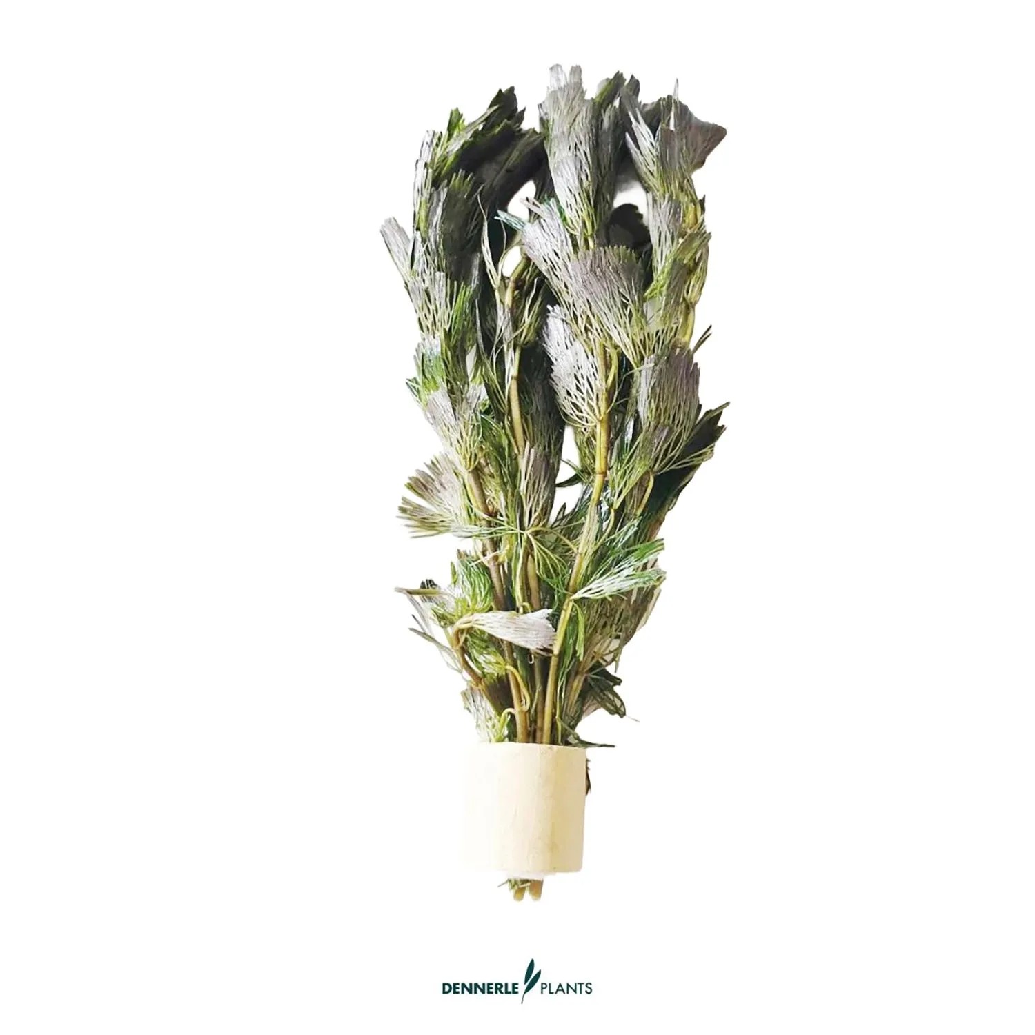 Dennerle Plants Feinfiedrige Haarnixe Cabomba aquatica