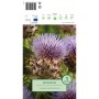 Blühende Artischocke (Cynara cardunculus) im Detail. Pflanzkartoffel für sonnige Standorte.