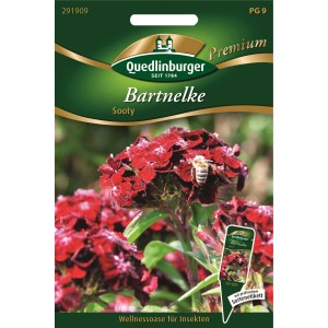 Quedlinburger Bartnelke Sooty Saatgut mit dunkelroten Blüten und einer Biene.