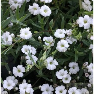 Teppich Schleierkraut Filou White mit vielen kleinen weißen Blüten und grünen Blättern. Robuste Staude für Steingarten.