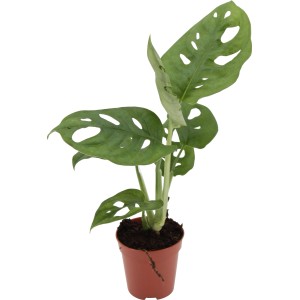Fensterblatt Monkey Leaf (Monstera adansonii) im Topf, eine dekorative Grünpflanze mit auffälligen Blättern.