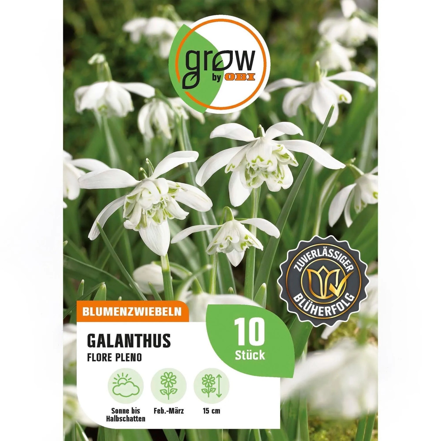 GROW by OBI Galanthus Flore Pleno Weiß 10 Stück Galanthus nivalis Flore Pleno