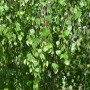 Detailaufnahme einer Trauer-Birke Youngii (Betula pendula) mit grünen Blättern.