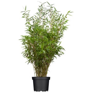 Schirmbambus Fargesia rufa im Topf, ideal als Hecke oder Sichtschutz im Garten.