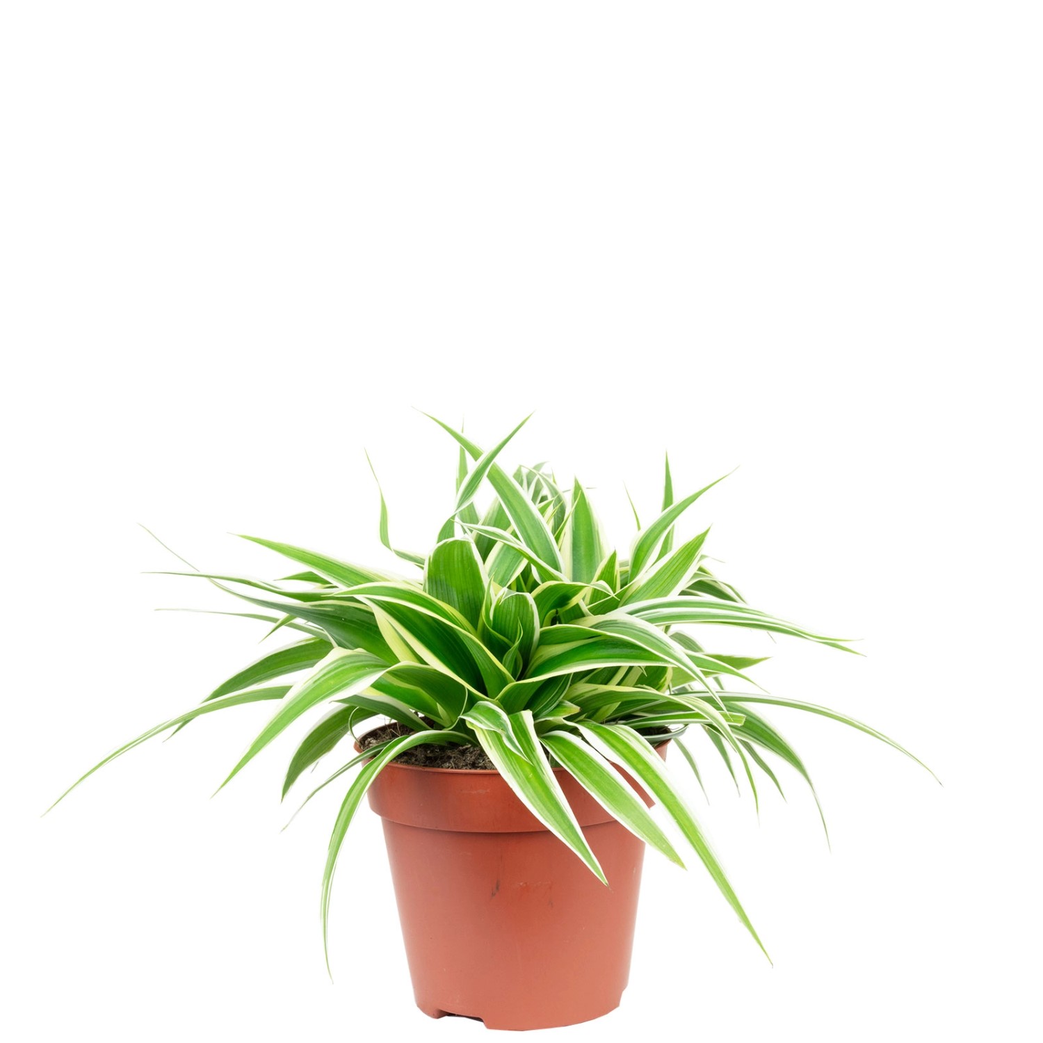 Value Greens Pflegeleichte Grünlilie 'Ocean'  Chlorophytum Comosum  ca. 15 günstig online kaufen