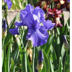 Schwertlilie Al Segno - Iris barbata