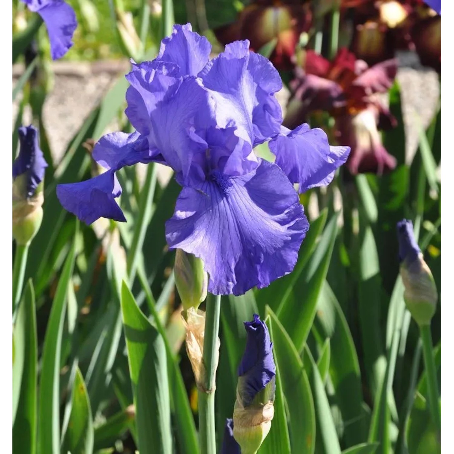 Schwertlilie Al Segno - Iris barbata