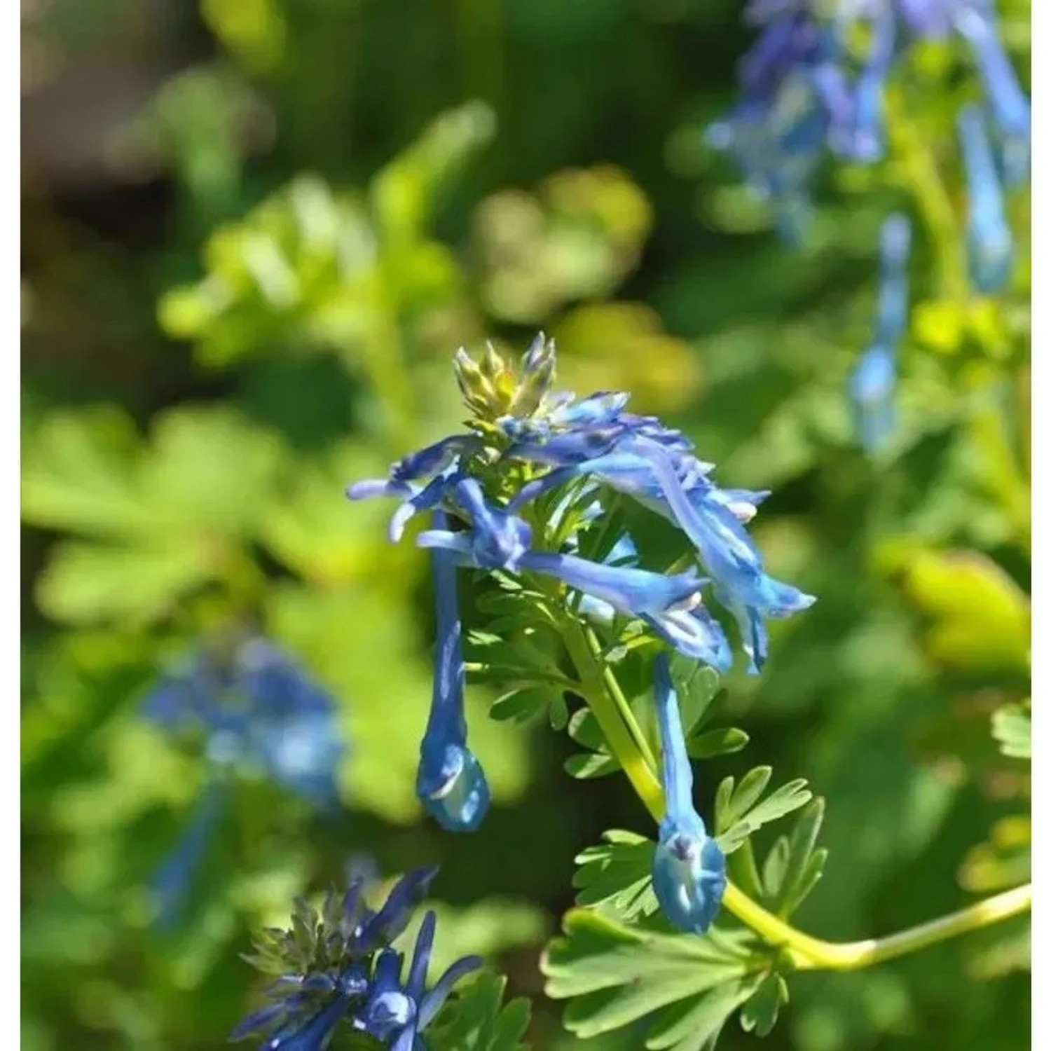 bläulicher Lerchensporn - Corydalis elata