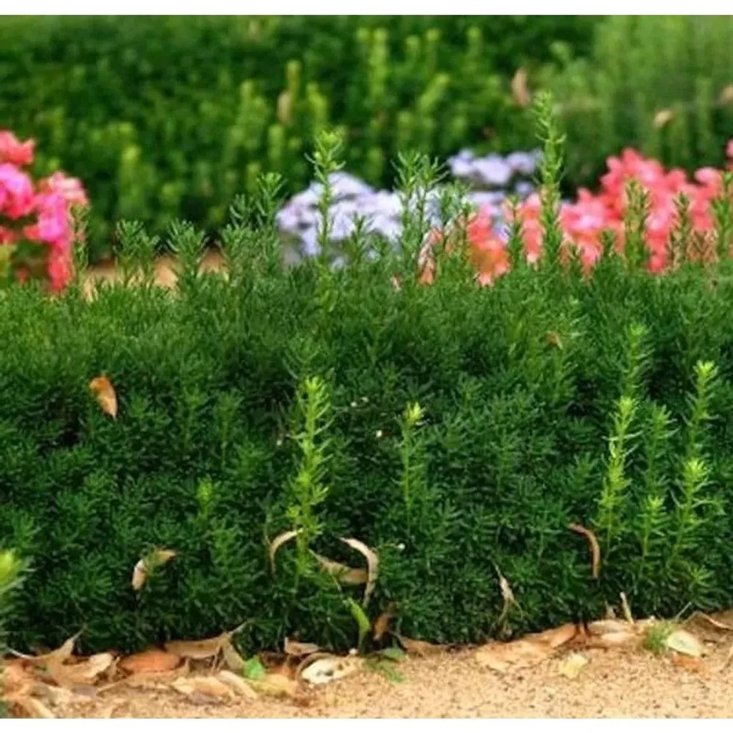 Bechereibe Groenland 80-100cm - Taxus media Groenland