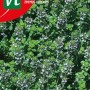 Thymian Saatgut ca. 0,5 g Aromatisch